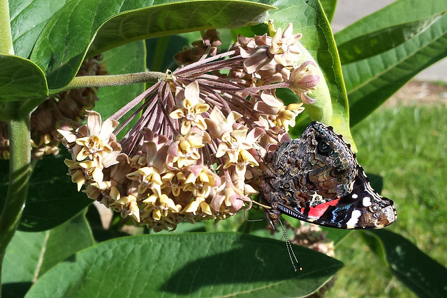 side view of butterfly facing left, hanging off the bottom right side of the flower cluster