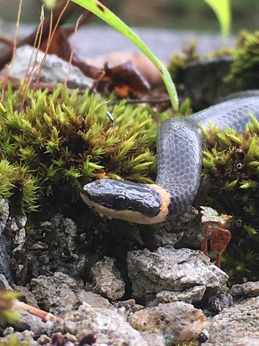 pennsylvania ringneck northern snake