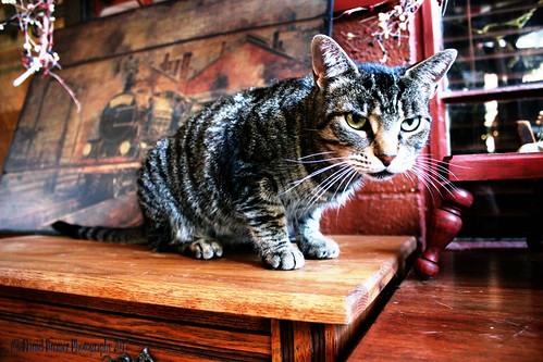 cat trip vintage old ancient contrast red expression emotion faces wood antique rural simple beauty farm portrait danielbremer vulperine country newmexico cloudcroft shop unfound photo color rustic lovely pets pet animal animals meta context conceptual modern design style new view eyes face colorful saturation exposure dof america southwest roadtrip vacation shopping antiques countryside explore inexplore memory passion alpine tired decor art fine tags love cats feline composition format daniel bremer vulperine98 analog film instant