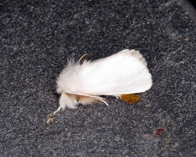72.012 Brown-tail - Euproctis chrysorrhoea