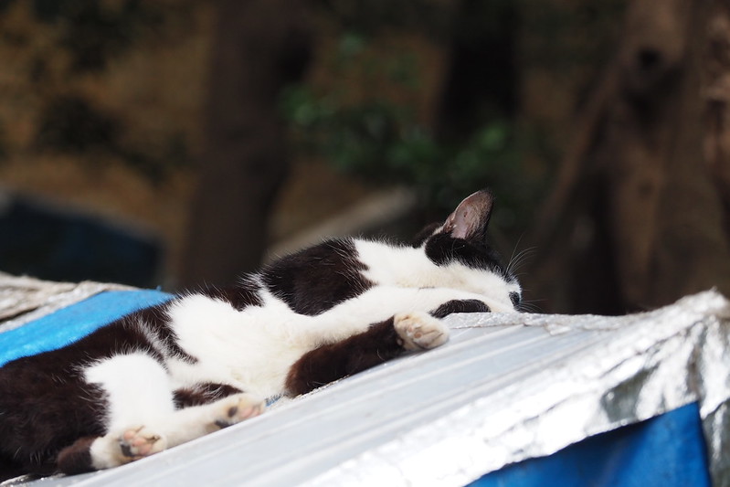 東池袋中央公園の猫。白黒ブチ