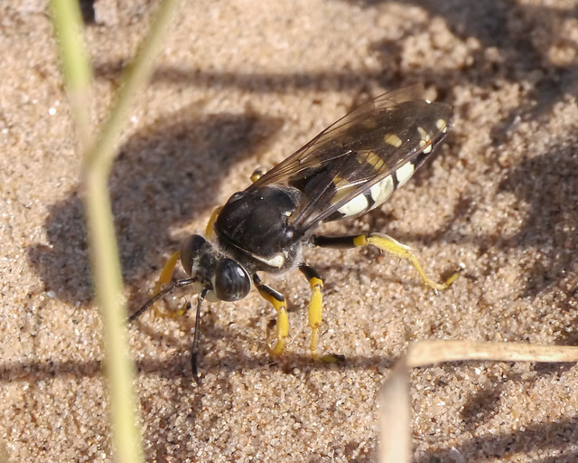 Digging Wasp - 1