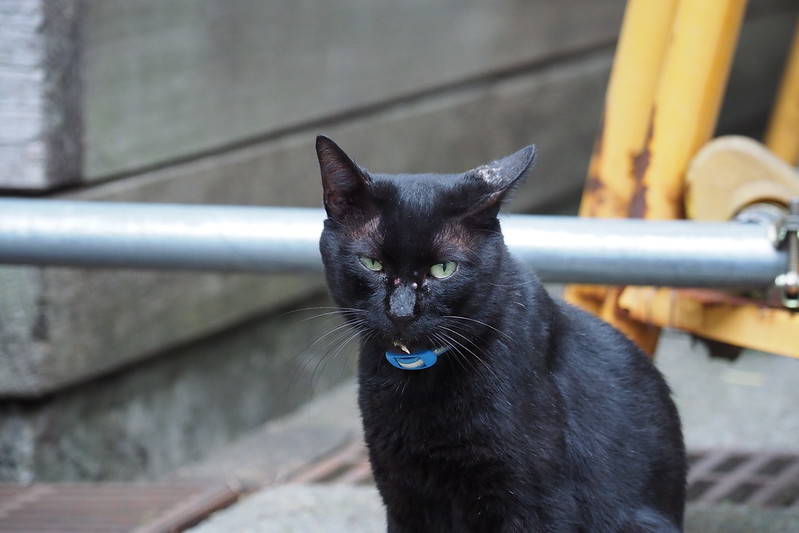 東池袋中央公園の猫。うちの小春さんに興味を持つ黒猫。