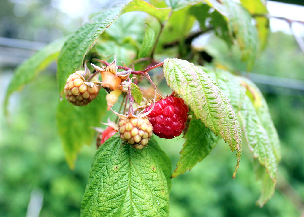 denmark-berry-farm-raspberry