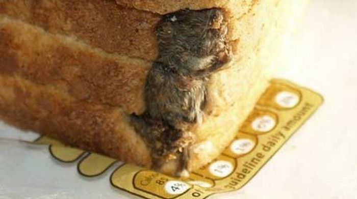 mouse_in_loaf_of_bread_02