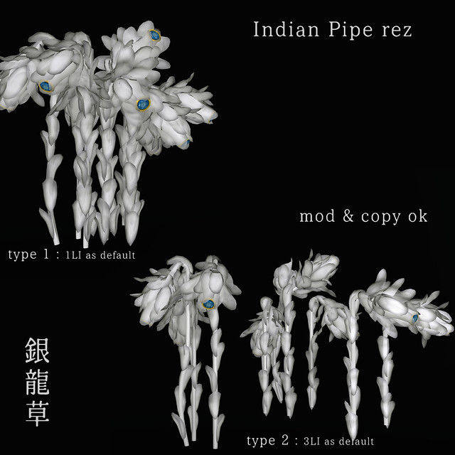 *NAMINOKE*Indian Pipe