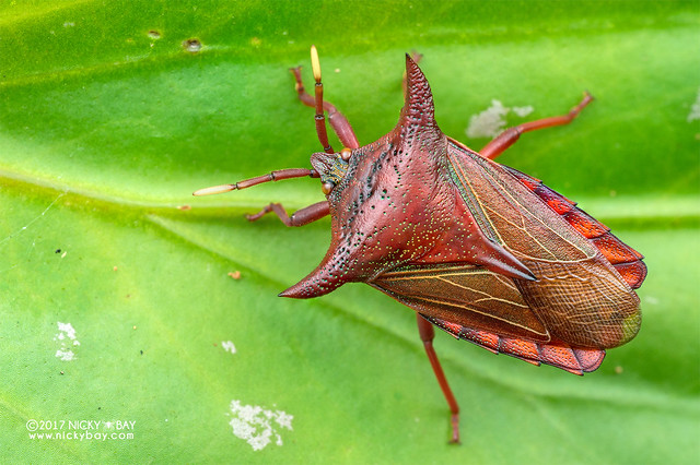 Giant shield bug (Pygoplatys lunatus) - DSC_7228