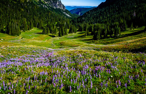 berkeleypark mountrainier ashford washington unitedstates us alpinemeadow mountains wildflowers lupine landscape trinterphotos richtrinter nationalpark