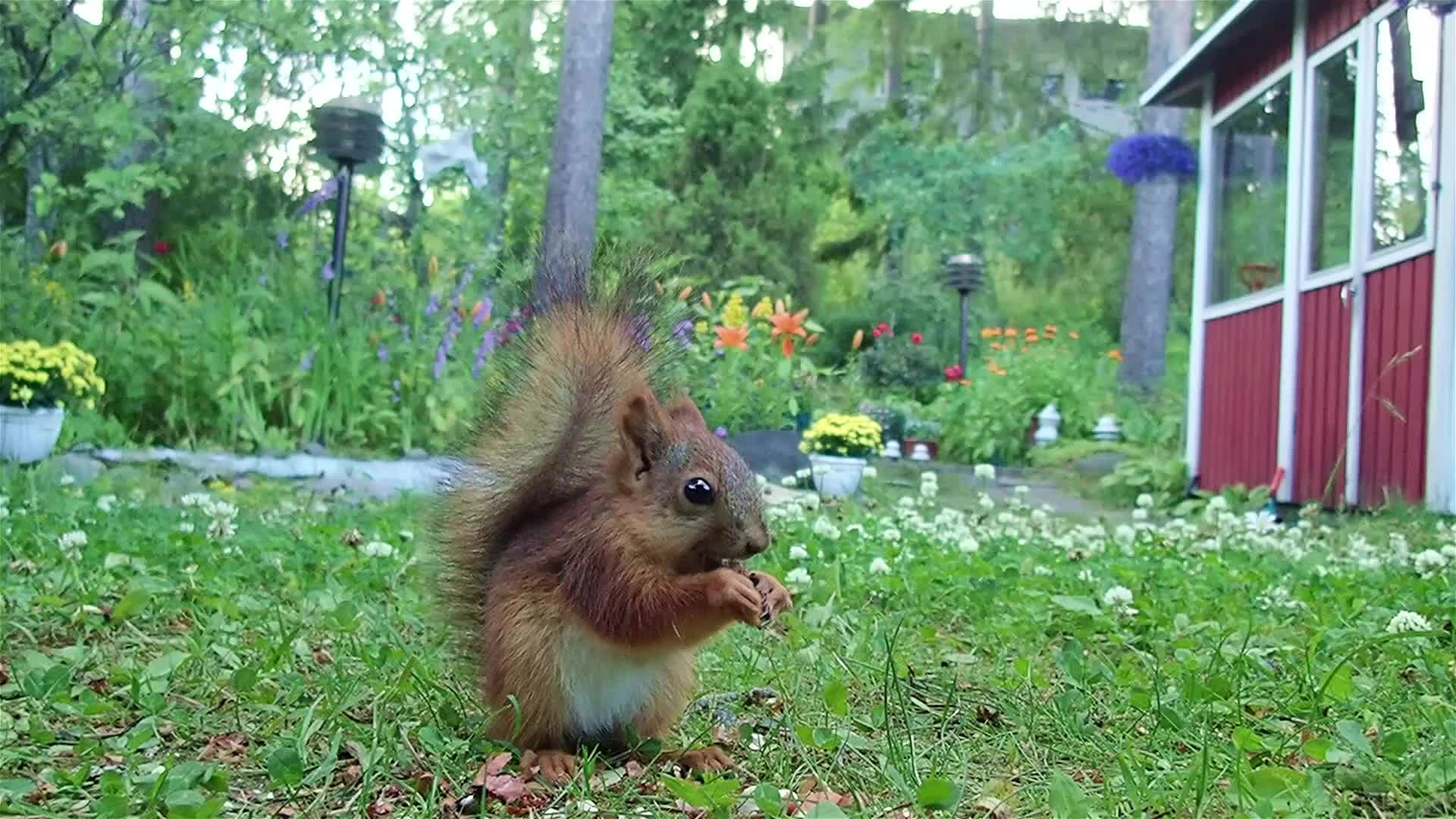 Juvenile squirrels swift reaction to hedgehog