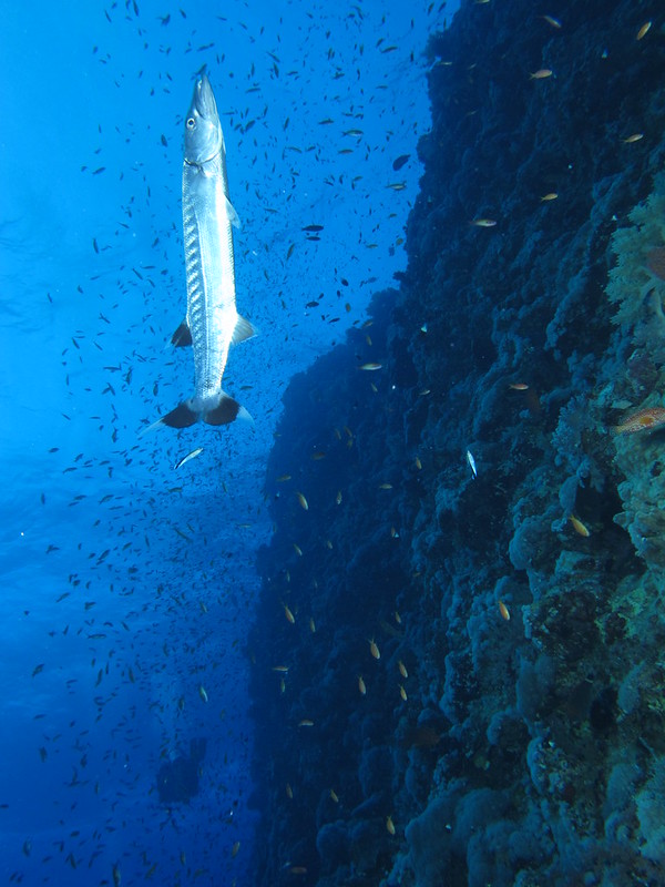 Baracuda hanging vertically being cleaned by cleaner wrasses, Elphinstone Reef, Red Sea, Egypt.