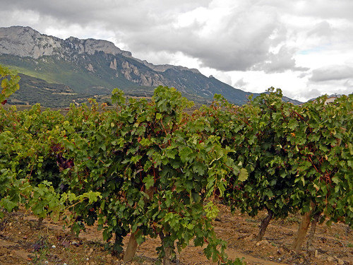 Vinyard in La Rioja, Spain