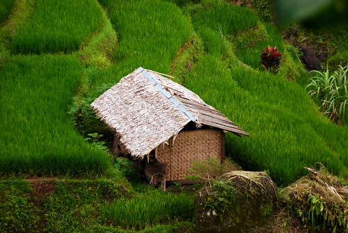 gunungsimpang infrastructure economicimpact westjava house horizontal ricefield indonesia paddy cifor terrace rainforests kabupatencianjur jawabarat id