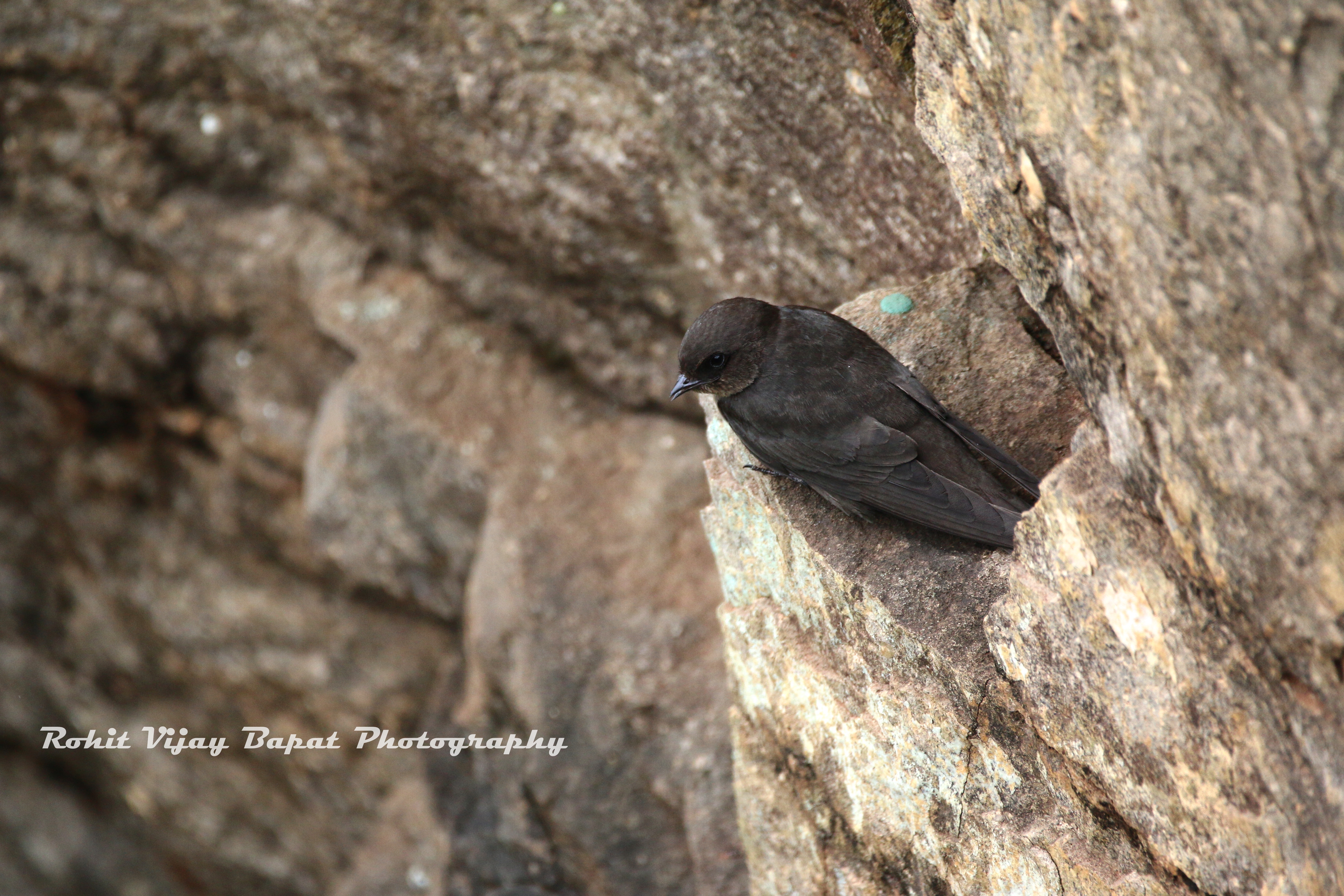Indian Swiftlet 5