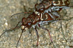 Tiger Beetles (Lophyra flexuosa) mating - Photo of Cornus