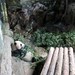 Beijing Zoo: Giant Panda