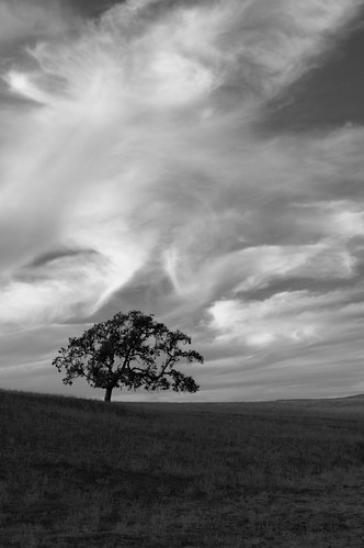 california ca usa santaynezvalley sunset clouds silhouette oaktree lonetree blackandwhite bw weneverdanced neilyoung hills