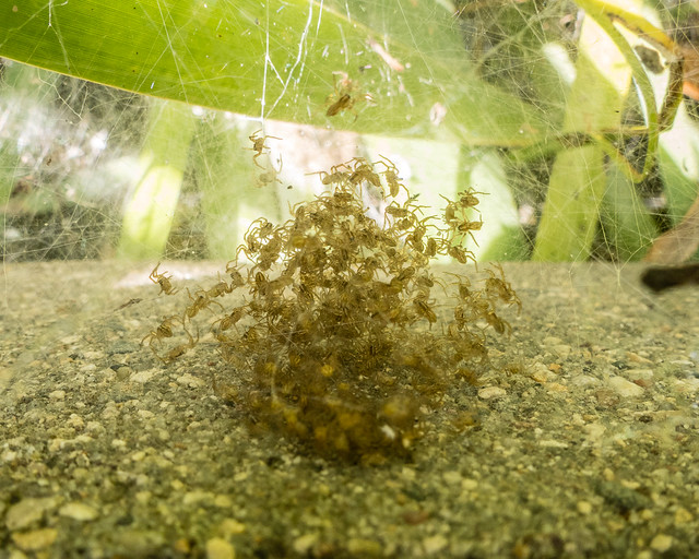 fishing spider babies in nursery web