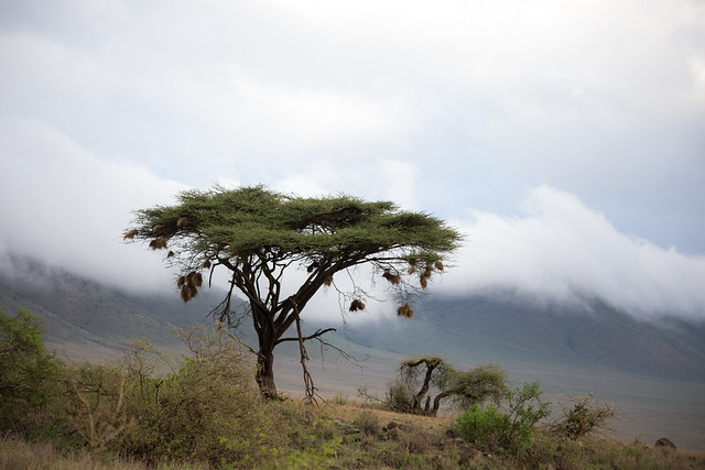 Ngorongoro Crater - Tanzania