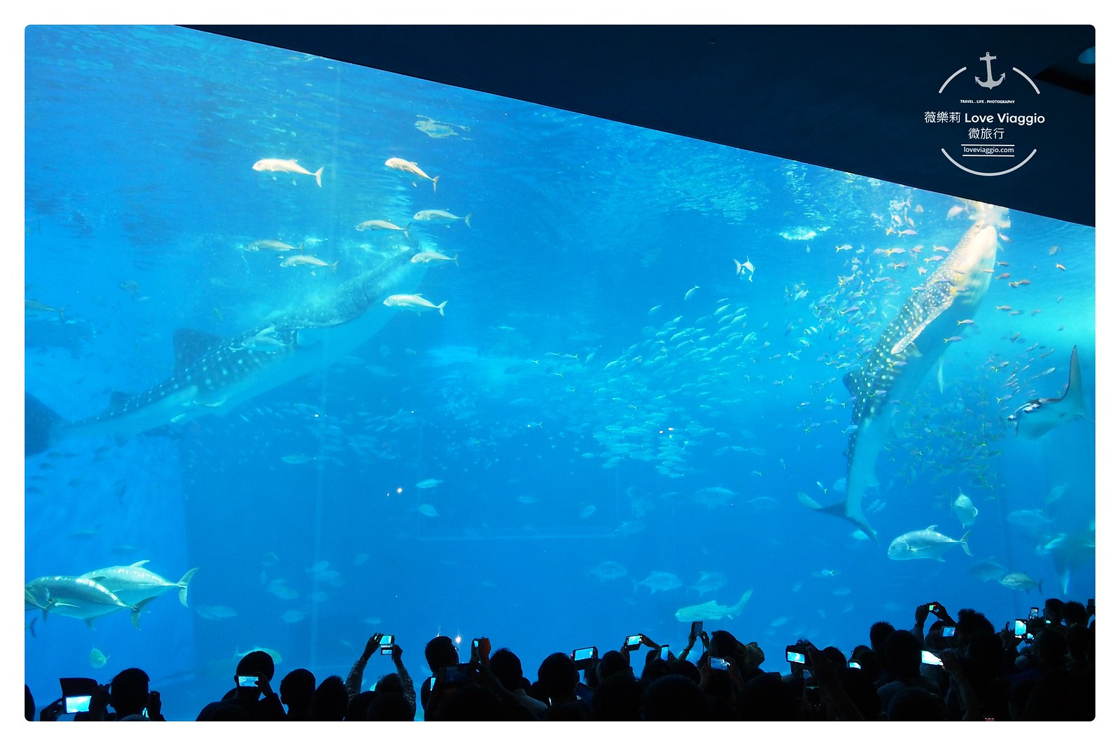 水族館,沖縄海水族館,沖繩,美麗海水族館,鯨鯊,鯨鯊進食秀 @薇樂莉 - 旅行.生活.攝影