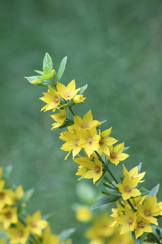 flower wildflower loosestrife yellowloosestrife gardenloosestrife weed noxiousweed invasivespecies lysimachiapunctata