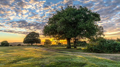 landscape newforest sunrise flare tree oak grass path sun
