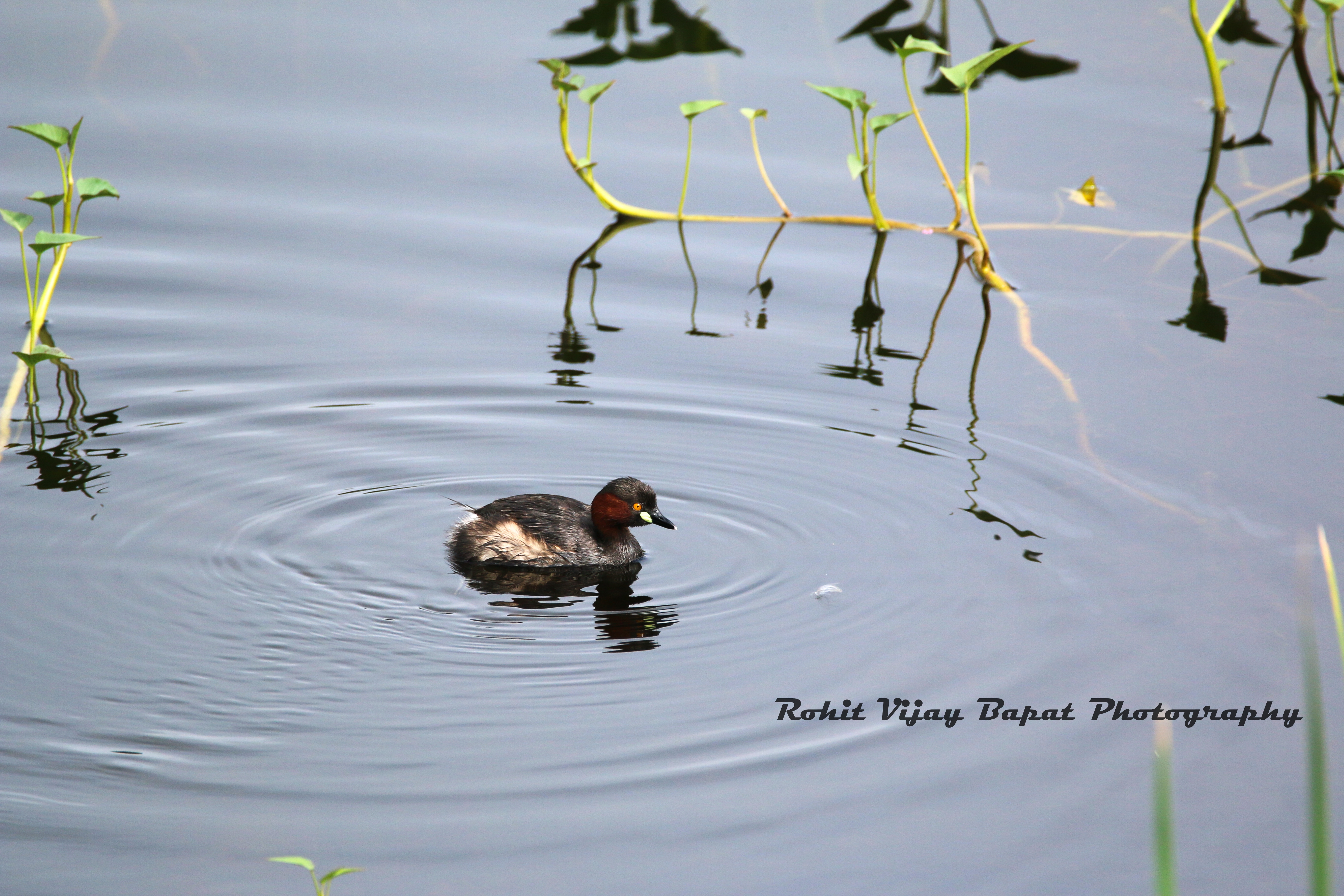 Little Grebe 2 (Male) plumage