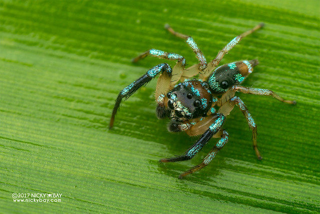 Jumping spider (Thiania sp.) - DSC_7652