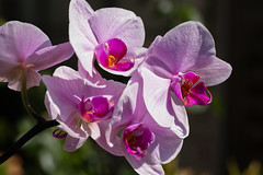 Orchids / Orchidées