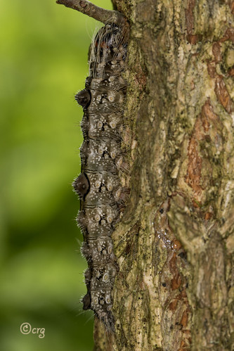 pennsylvania bradfordcounty pisgah caterpillar ochredagger acronictamorula elm nationalmothweek2017