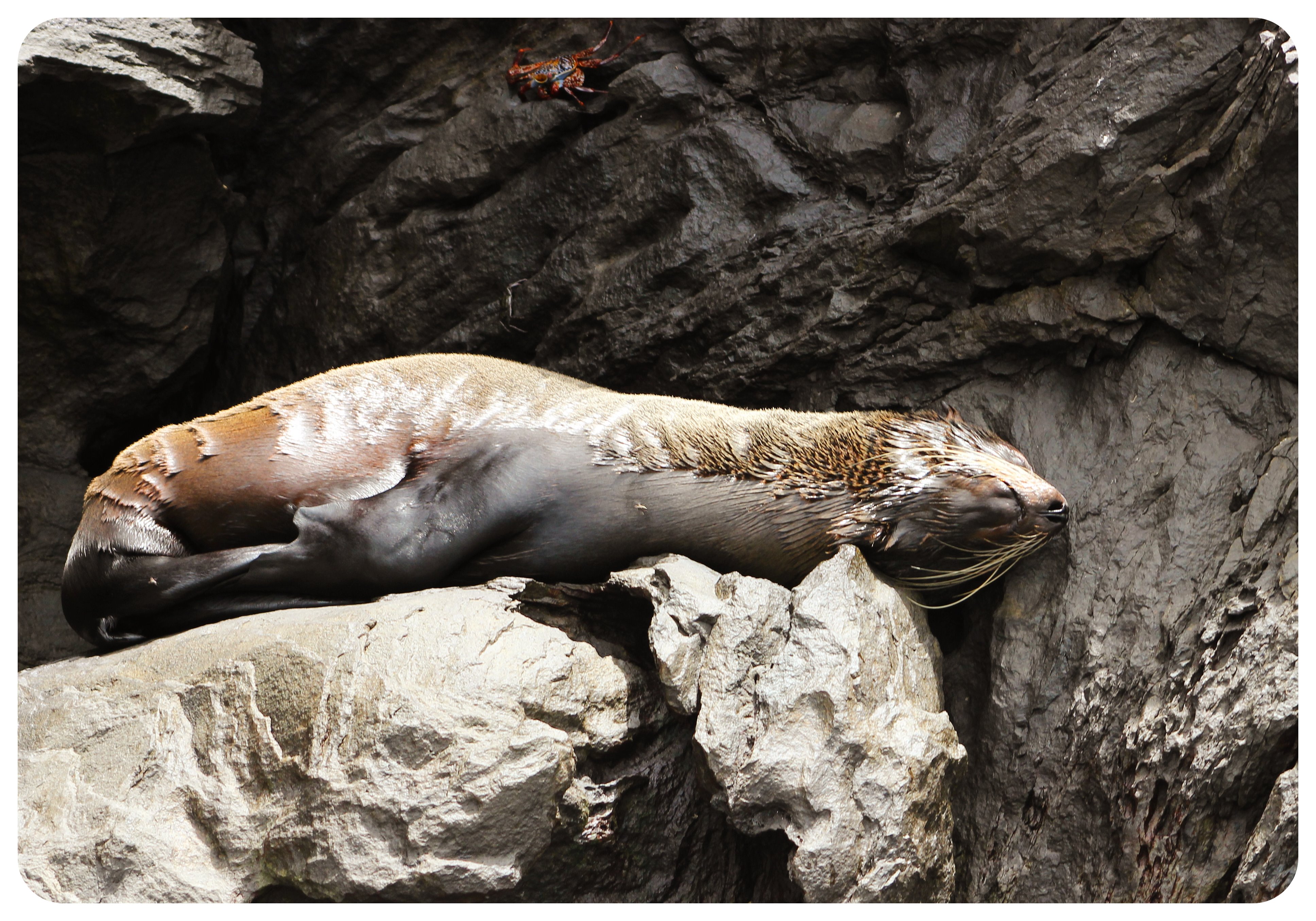 galapagos sea lion on rock