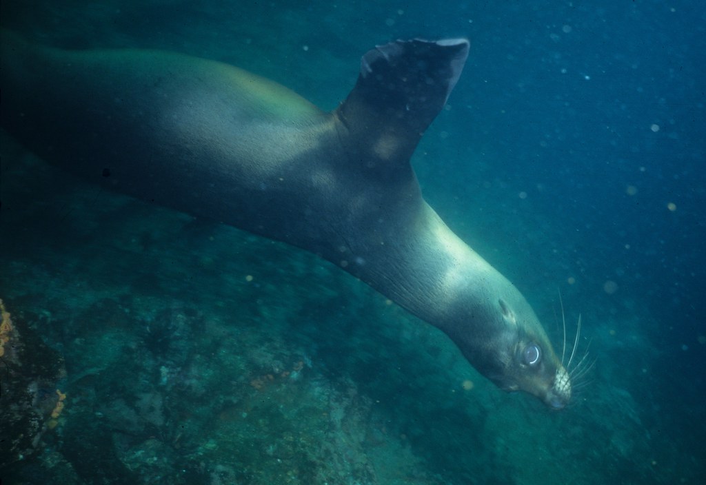 Galápagos sealion: underwater