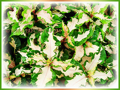 Mesmerizing variegated leaves of Graptophyllum pictum 'Aurea Variegata' (Caricature Plant, Jamaican Croton), 3 Nov 2013
