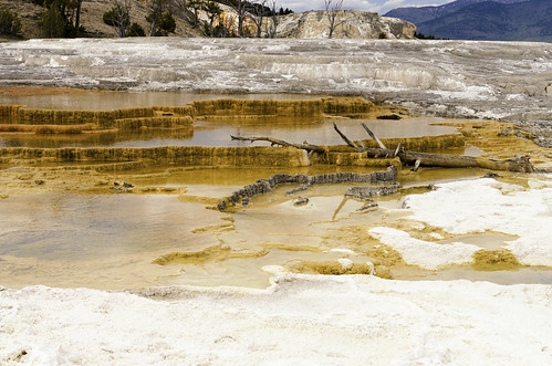 yellowstone national park mammoth hot springs geysers outdoors sightseeing colorful color landscape upper terrace texture