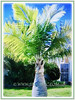 Hyophorbe lagenicaulis (Bottle Palm, Palmiste Gargoulette)