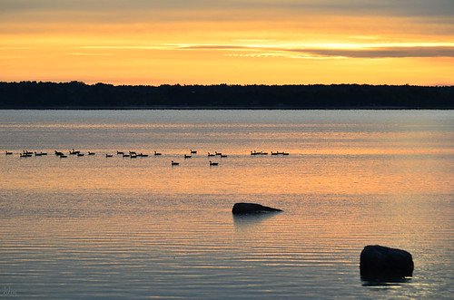 nature naturfotografie canada ontario ottawa river sunrise sonnenaufgang tier vogel kanadagänse