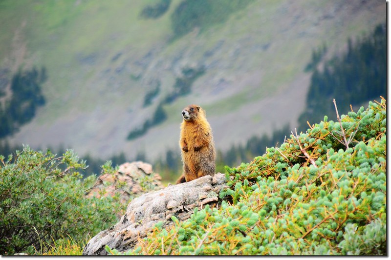 Marmot (3)