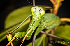 Praying Mantis - © 2017 Jean-François Schmitz - Photo of Sénas