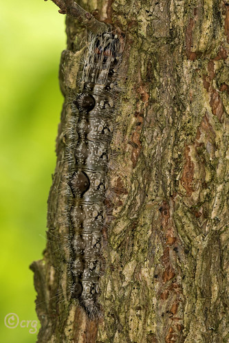 pennsylvania bradfordcounty pisgah caterpillar ochredagger elm acronictamorula nationalmothweek2017