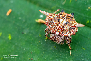 Spiny orb weaver (Gasteracantha sp.) - DSC_7400