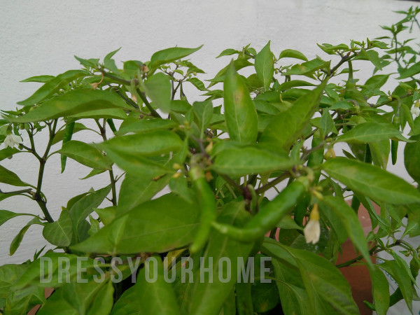How to grow chilli in pots in India