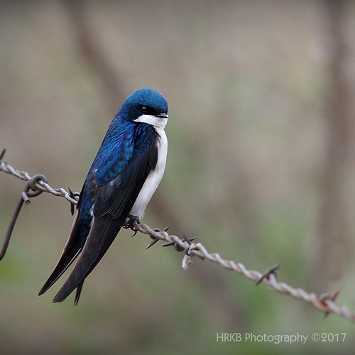 Tree Swallow 032017