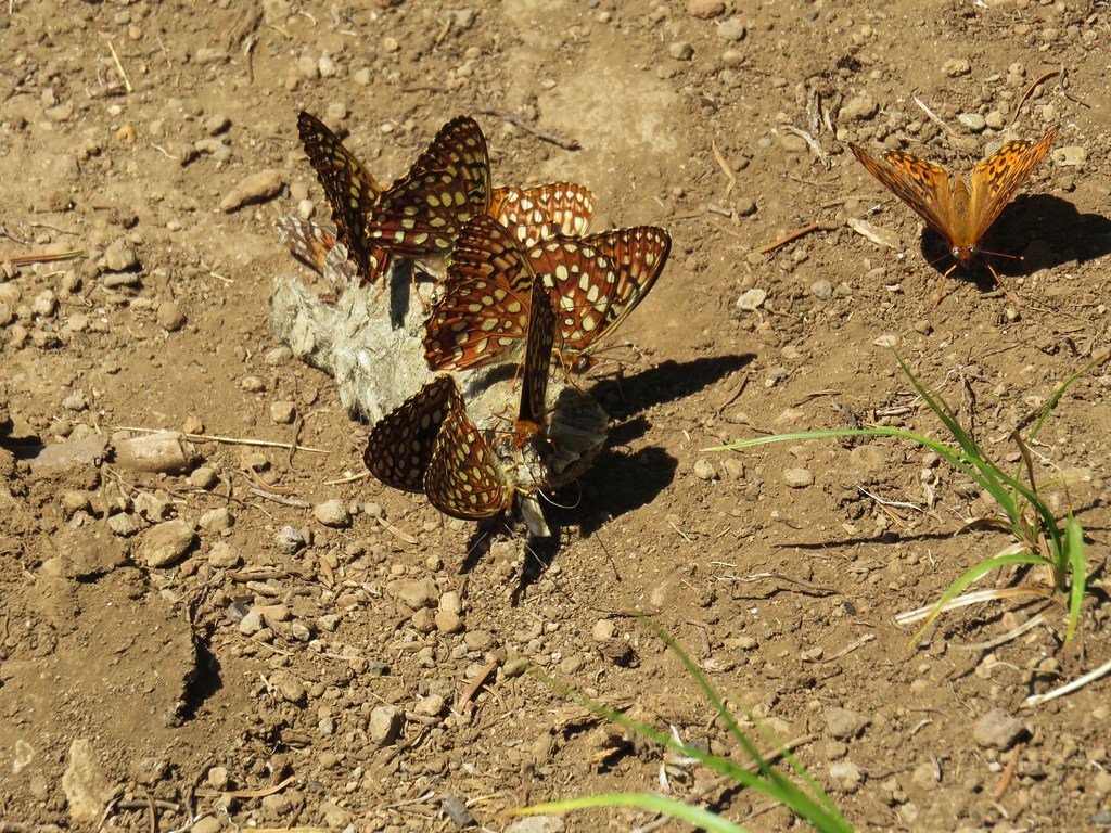 Fritillary butterflies