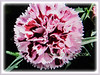 Dianthus caryophyllus (Carnation, Border Carnation, Clove Pink)