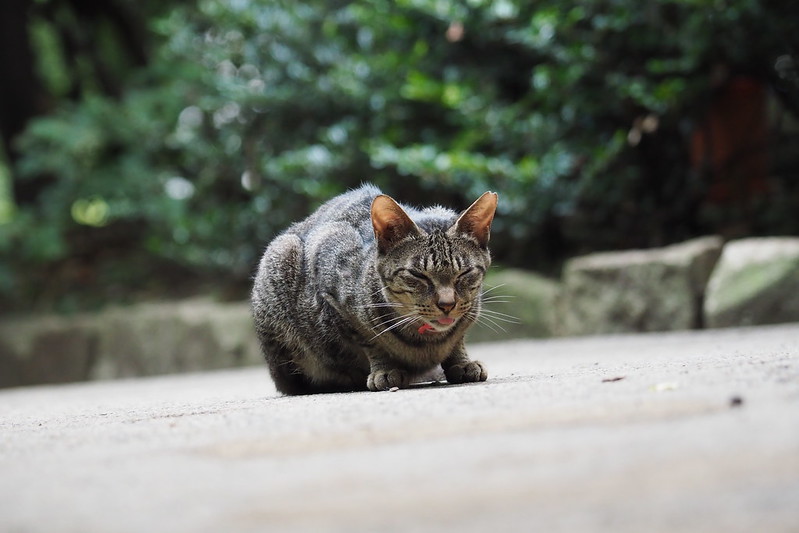 東池袋中央公園の猫。キジ虎。