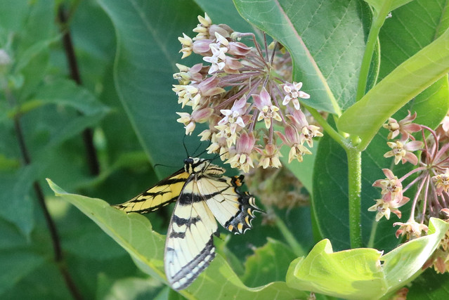 facing left under a flower cluster, wings partly open, back wing only partly visible