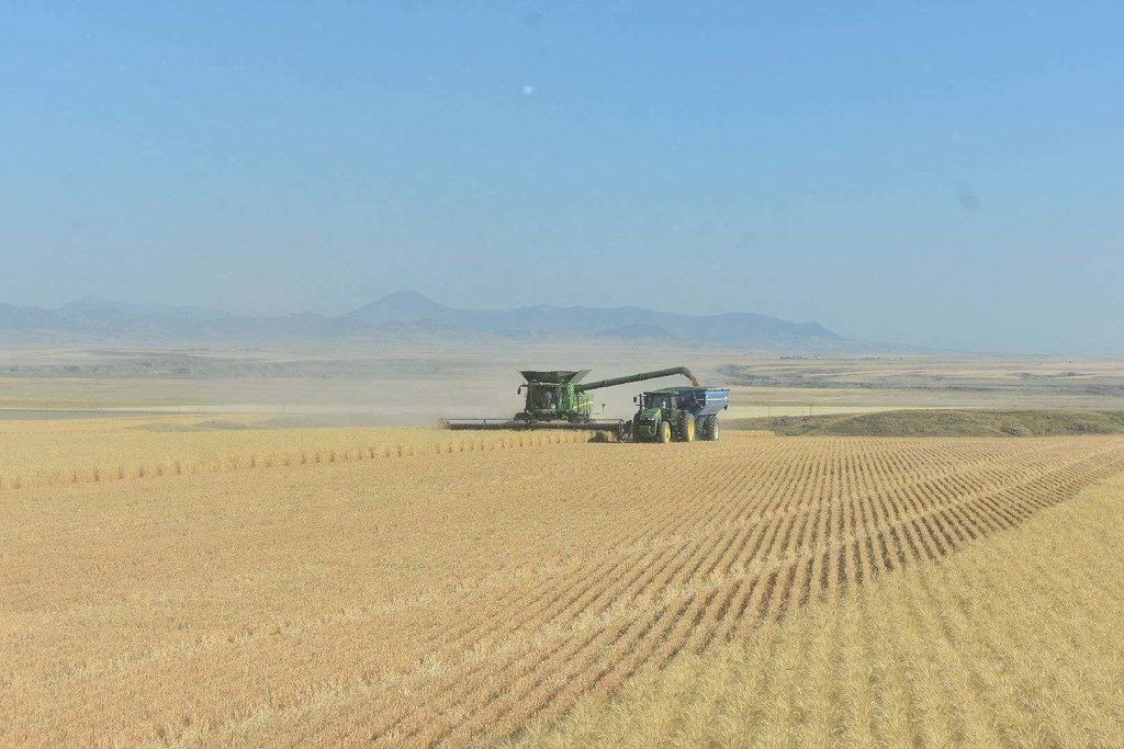 Schemper 2017 - Montana Wheat Harvest