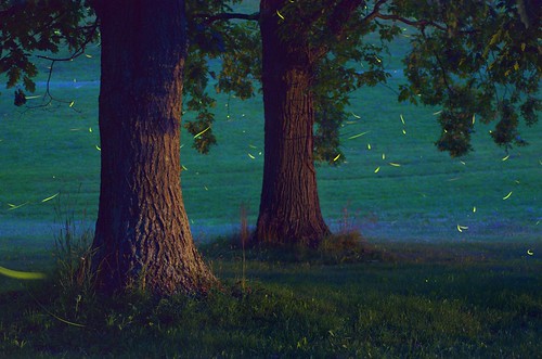 firefly fireflies lightning bug insect pennsylvania pymatuning nikon 60mm d5100 nature twilight night outdoors tree timelapse composite color green exposure long field g hiking summer july landscape grass rural