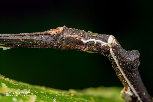 Stick insect (Phasmatodea) - DSC_7052