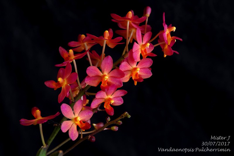 Vandaenopsis Pulcherrimin (Phalaenopsis pulcherrima X Vanda miniata) 36127593011_52a3e0a164_c