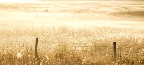 fujifilm xt1 fujinonxf90mmf2rlmwr gold golden light sunrise morning dawn fence web spider grass meadow nature landscape soft calm tranquil zen serene quiet middelburg walcheren zeeland nederland netherlands holland dutch